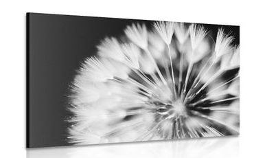 CANVAS PRINT DANDELION IN BLACK AND WHITE - BLACK AND WHITE PICTURES - PICTURES