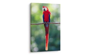 KÉP ÉLÉNKPIROS PAPAGÁJ ÁGON - MADARAS KÉPEK - KÉPEK