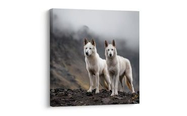 SLIKA BIJELI VUKOVI NA STIJENAMA - SLIKE PASA - SLIKE