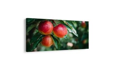 SLIKA KAPLJICE ROSE NA JABOLKIH - SLIKE HRANA IN PIJAČA - SLIKE