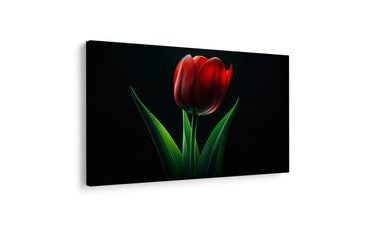 SLIKA RDEČA TULIPANOVA ELEGANCA - SLIKE TULIPAN - SLIKE