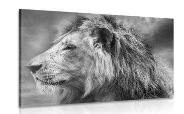 CANVAS PRINT AFRICAN LION IN BLACK AND WHITE - BLACK AND WHITE PICTURES - PICTURES