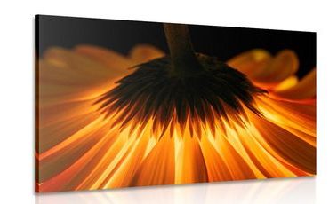 CANVAS PRINT GERBERA ON A DARK BACKGROUND - PICTURES FLOWERS - PICTURES