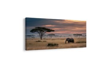 SLIKA SLON NA SAVANI PRI ZALASKU - SLIKE SLONOVA - SLIKE