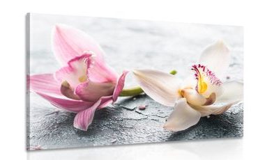 CANVAS PRINT TWO COLORFUL ORCHID FLOWERS - PICTURES FLOWERS - PICTURES