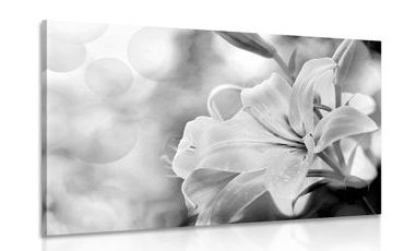 CANVAS PRINT LILY FLOWER ON AN ABSTRACT BACKGROUND IN BLACK AND WHITE - BLACK AND WHITE PICTURES - PICTURES