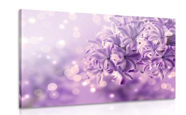 Slika vijolični cvet španskega bezga