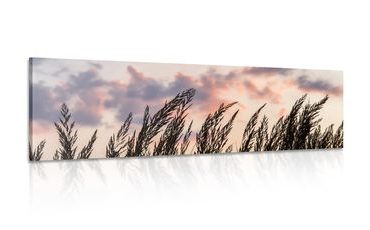 CANVAS PRINT SPIKES OF LONG GRASS - PICTURES OF NATURE AND LANDSCAPE - PICTURES