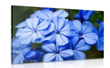 CANVAS PRINT WILD BLUE FLOWERS - PICTURES FLOWERS - PICTURES