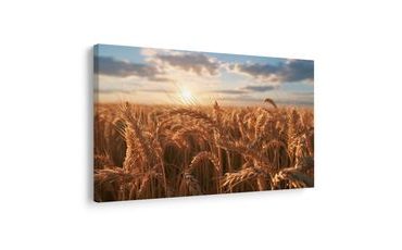 TABLEAU SUR TOILE – BLÉ DORÉ AU COUCHER DU SOLEIL - TABLEAUX DE CHAMPS ET PRAIRIES - TABLEAUX