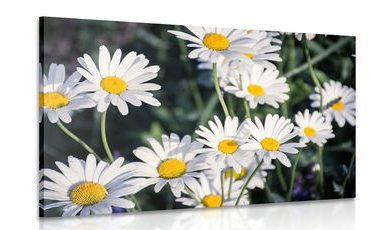 CANVAS PRINT DAISIES IN A GARDEN - PICTURES FLOWERS - PICTURES