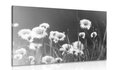 CANVAS PRINT COTTON GRASS IN BLACK AND WHITE - BLACK AND WHITE PICTURES - PICTURES