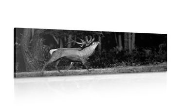 Canvas print majestic deer in black and white