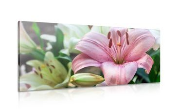 CANVAS PRINT PINK LILY IN BLOOM - PICTURES FLOWERS - PICTURES