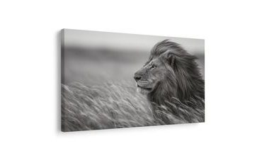 SLIKA KRALJ SAVANE U TRAVI - SLIKE LAVOVA I TIGROVA - SLIKE