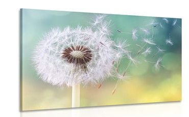 CANVAS PRINT MAGICAL DANDELION - PICTURES FLOWERS - PICTURES