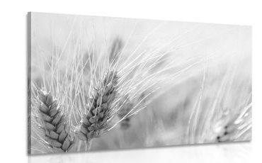 CANVAS PRINT WHEAT FIELD IN BLACK AND WHITE - BLACK AND WHITE PICTURES - PICTURES