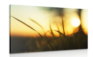 CANVAS PRINT SUNSET IN THE GRASS - PICTURES OF NATURE AND LANDSCAPE - PICTURES