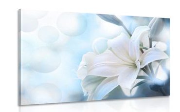 Wandbild Weiße Blüte der Lilie auf abstraktem Hintergrund