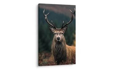 KÉP SZARVAS AZ ŐSZI TERMÉSZETBEN - SZARVASOS KÉPEK - KÉPEK