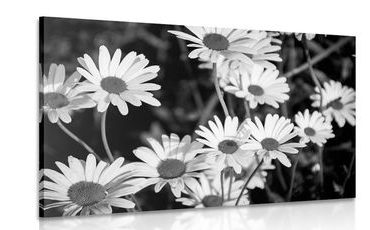 CANVAS PRINT DAISIES IN A GARDEN IN BLACK AND WHITE - BLACK AND WHITE PICTURES - PICTURES
