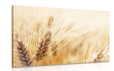 CANVAS PRINT WHEAT FIELD - PICTURES OF NATURE AND LANDSCAPE - PICTURES