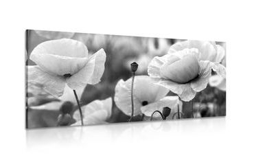 CANVAS PRINT BEAUTIFUL FIELD OF POPPIES IN BLACK AND WHITE - BLACK AND WHITE PICTURES - PICTURES