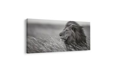 SLIKA VELIČANSTVENI LAV U PRIRODI - SLIKE LAVOVA I TIGROVA - SLIKE
