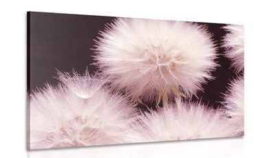 SLIKA MASLAČAK NA TAMNOJ POZADINI - SLIKE CVIJEĆA - SLIKE