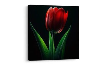 SLIKA TULIPANOV CVET PONOČI - SLIKE TULIPAN - SLIKE