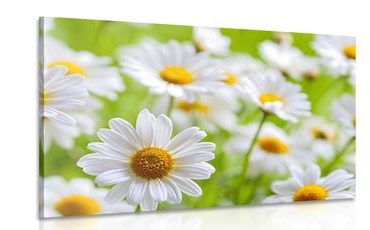 CANVAS PRINT SPRING MEADOW FULL OF FLOWERS - PICTURES FLOWERS - PICTURES