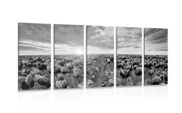 5-PIECE CANVAS PRINT SUNRISE OVER A MEADOW WITH TULIPS IN BLACK AND WHITE - BLACK AND WHITE PICTURES - PICTURES