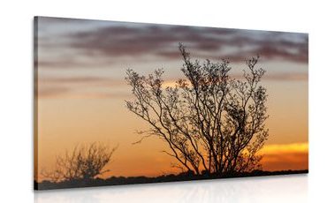 CANVAS PRINT TREE BRANCHES IN THE SUNSET - PICTURES OF NATURE AND LANDSCAPE - PICTURES