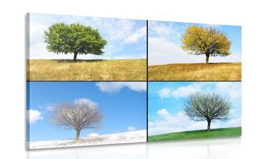 WANDBILD BAUM IM WANDEL DER JAHRESZEITEN - BILDER VON NATUR UND LANDSCHAFT - BILDER