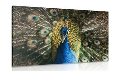 CANVAS PRINT PEACOCK IN BEAUTIFUL COLORING - PICTURES OF ANIMALS - PICTURES