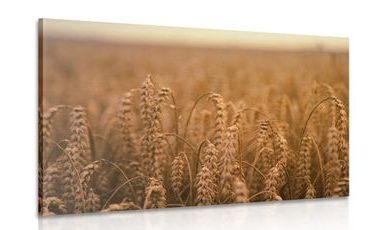 CANVAS PRINT GRAIN FIELD - PICTURES OF NATURE AND LANDSCAPE - PICTURES