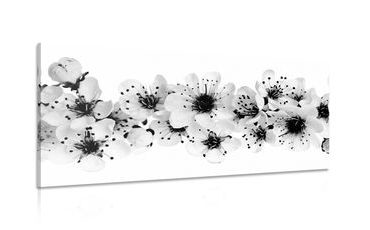 CANVAS PRINT CHERRY BLOSSOMS IN BLACK AND WHITE - BLACK AND WHITE PICTURES - PICTURES