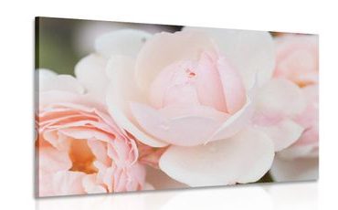 TABLEAU SUR TOILE – PLEIN DE ROSES - TABLEAUX DE FLEURS - TABLEAUX
