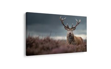 ΠΊΝΑΚΑΣ ΣΕ ΚΑΜΒΆ ΜΕΓΑΛΟΠΡΕΠΈΣ ΕΛΆΦΙ ΣΤΗ ΦΎΣΗ - ΠΊΝΑΚΕΣ ΜΕ ΕΛΆΦΙΑ - ΠΊΝΑΚΕΣ