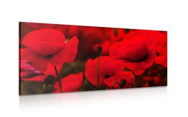 CANVAS PRINT BEAUTIFUL FIELD OF POPPIES - PICTURES FLOWERS - PICTURES