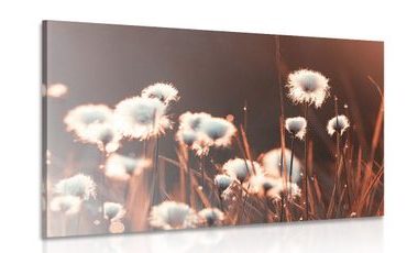 CANVAS PRINT COTTON GRASS - PICTURES OF NATURE AND LANDSCAPE - PICTURES