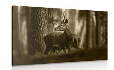 CANVAS PRINT DEER IN A PINE FOREST IN SEPIA - BLACK AND WHITE PICTURES - PICTURES