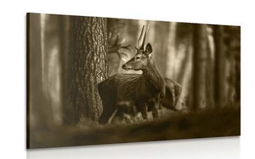 WANDBILD HIRSCH IM KIEFERWALD IN SEPIA - SCHWARZ-WEISSE BILDER - BILDER
