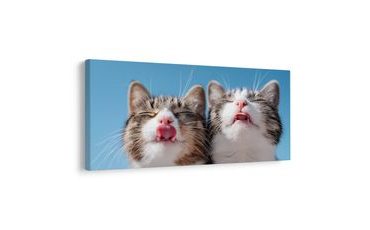 SLIKA VESELI MAČJI DUO U DETALJU - SLIKE MAČKE - SLIKE