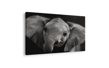 SLIKA SLONČE IZBLIZA - SLIKE SLONOVA - SLIKE