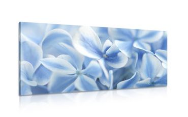 CANVAS PRINT BLUE-WHITE HYDRANGEA FLOWERS - PICTURES FLOWERS - PICTURES