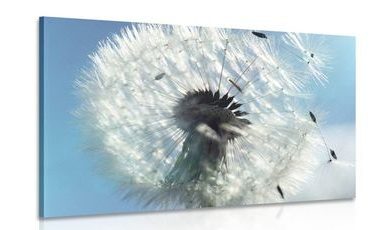 CANVAS PRINT DETAIL OF A DANDELION - PICTURES FLOWERS - PICTURES