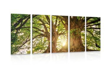 5-PIECE CANVAS PRINT MAJESTIC TREES - PICTURES OF NATURE AND LANDSCAPE - PICTURES
