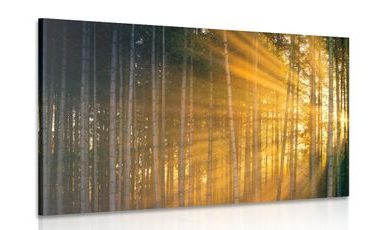 CANVAS PRINT SUN BEHIND THE TREES - PICTURES OF NATURE AND LANDSCAPE - PICTURES