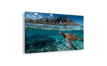 SLIKA MORSKA KORNJAČA U OCEANU - SLIKE MORSKE ŽIVOTINJE - SLIKE